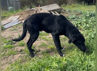 Furio - liebenswerter Rüde sucht seine Familie