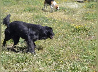 Romeo - Rassiger Retriever-Mischling sucht seine Familie