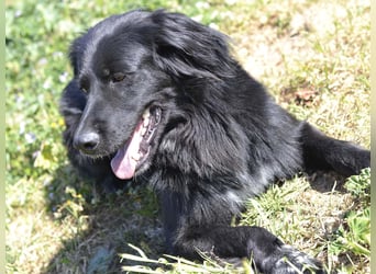 Romeo - Rassiger Retriever-Mischling sucht seine Familie