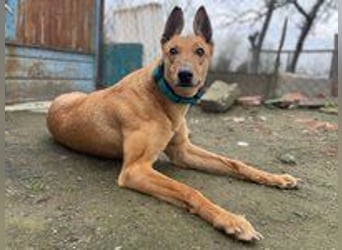 Callou sucht ein Zuhause