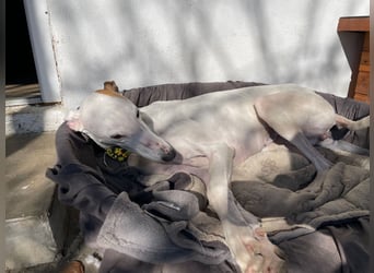 Izusa sucht ein Zuhause