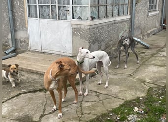 Izusa sucht ein Zuhause