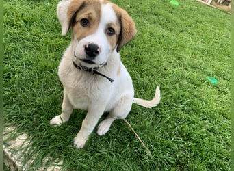 Alfred- in Berlin auf Pflegestelle