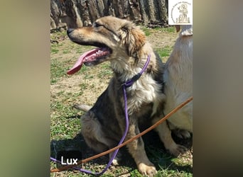 Lux – der kleine Abenteurer auf vier Pfoten!
