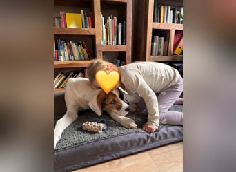 Alfred - in Berlin auf Pflegestelle