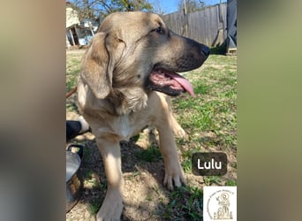 Lulu – kleiner Entdecker auf der Suche nach seinem Team!