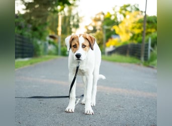 Alfred - in Berlin auf Pflegestelle