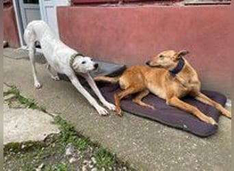 Callou sucht ein Zuhause