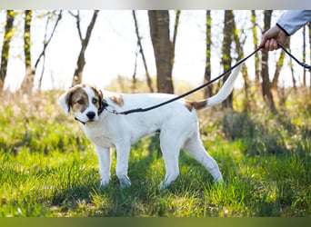 Alfred - in Berlin auf Pflegestelle