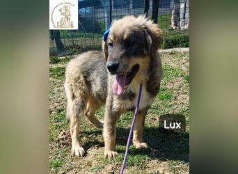 Lux – der kleine Abenteurer auf vier Pfoten!