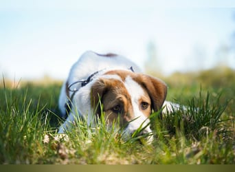 Alfred - in Berlin auf Pflegestelle