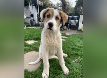 Alfred- in Berlin auf Pflegestelle