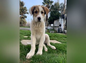 Alfred- in Berlin auf Pflegestelle