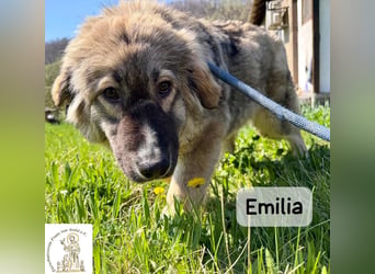 Emilia – mit Klarheit, Herz und Verantwortung durchs Leben!