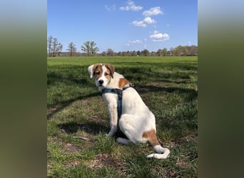 Alfred - in Berlin auf Pflegestelle