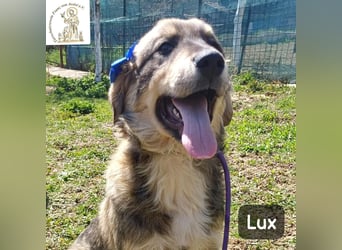 Lux – der kleine Abenteurer auf vier Pfoten!