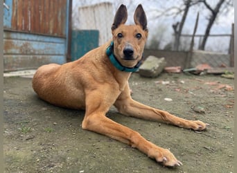 Callou sucht ein Zuhause