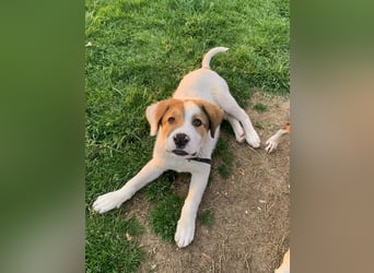 Alfred- in Berlin auf Pflegestelle