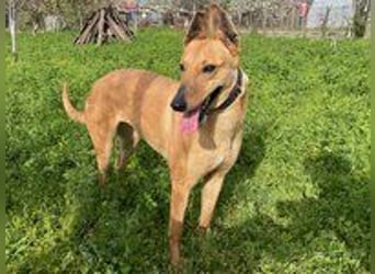 Callou sucht ein Zuhause