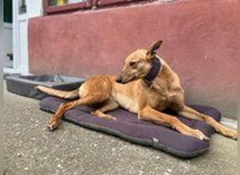 Callou sucht ein Zuhause