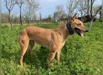 Callou sucht ein Zuhause