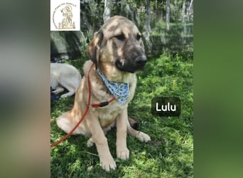 Lulu – kleiner Entdecker auf der Suche nach seinem Team!