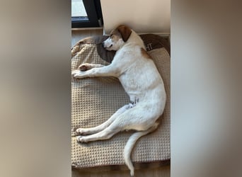 Alfred - in Berlin auf Pflegestelle