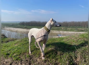 Izusa sucht ein Zuhause