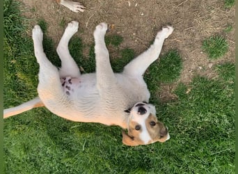 Alfred- in Berlin auf Pflegestelle