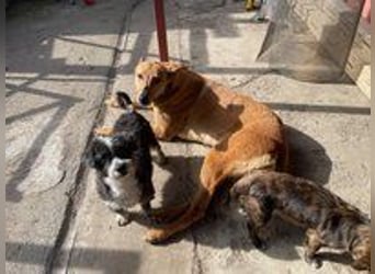 Callou sucht ein Zuhause