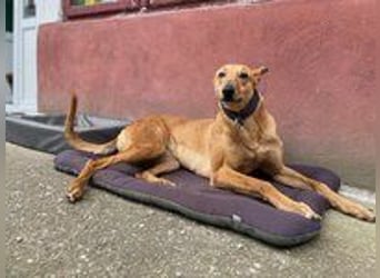 Callou sucht ein Zuhause