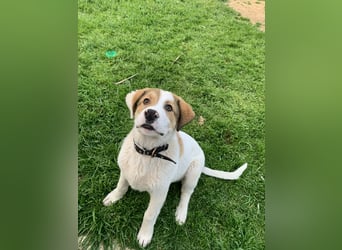 Alfred- in Berlin auf Pflegestelle