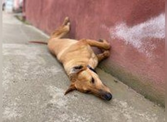 Callou sucht ein Zuhause