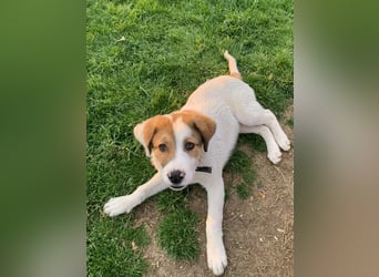 Alfred- in Berlin auf Pflegestelle