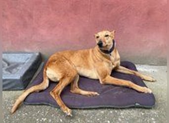 Callou sucht ein Zuhause
