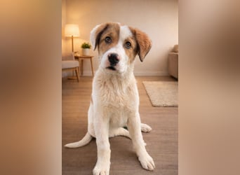 Alfred- in Berlin auf Pflegestelle