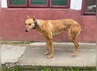 Callou sucht ein Zuhause