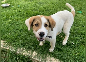 Alfred- in Berlin auf Pflegestelle