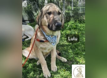 Lulu – kleiner Entdecker auf der Suche nach seinem Team!