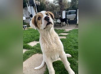 Alfred- in Berlin auf Pflegestelle