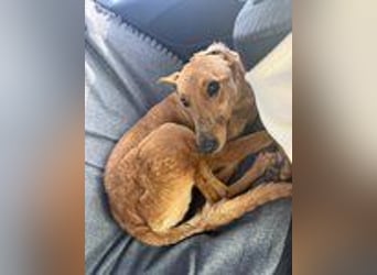 Callou sucht ein Zuhause