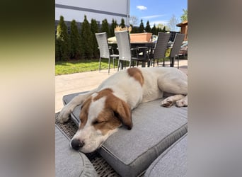 Alfred - in Berlin auf Pflegestelle