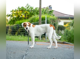 Alfred - in Berlin auf Pflegestelle