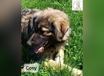 Cony – klug, klar, charakterstark!
