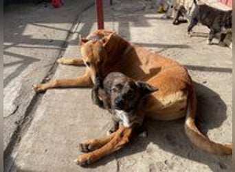 Callou sucht ein Zuhause