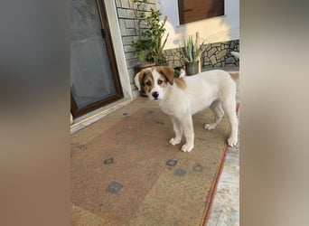 Alfred- in Berlin auf Pflegestelle