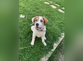 Alfred- in Berlin auf Pflegestelle