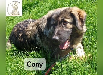 Cony – klug, klar, charakterstark!