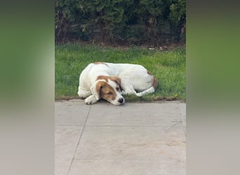 Alfred - in Berlin auf Pflegestelle