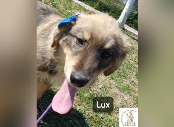 Lux – der kleine Abenteurer auf vier Pfoten!